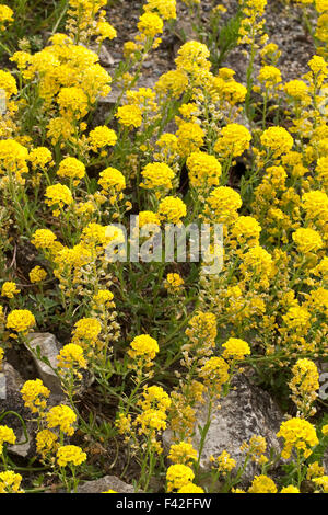 Schleichende Scharfkraut, Kriechendes Steinkraut, Kriechende Steinkresse, Berg-Steinkraut, Alyssum Repens, Alyssum transsylvanicum Stockfoto