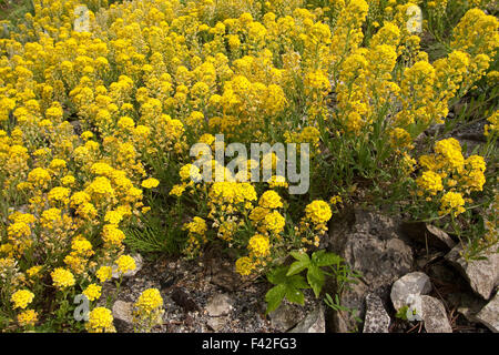 Schleichende Scharfkraut, Kriechendes Steinkraut, Kriechende Steinkresse, Berg-Steinkraut, Alyssum Repens, Alyssum transsylvanicum Stockfoto