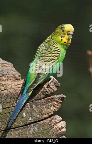 Wellensittich Stockfoto