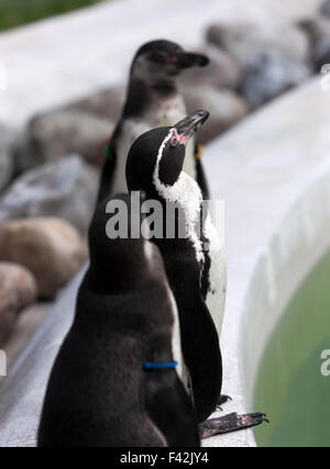 Humboldt Pinguin im Wingham Wildpark, Kent Stockfoto