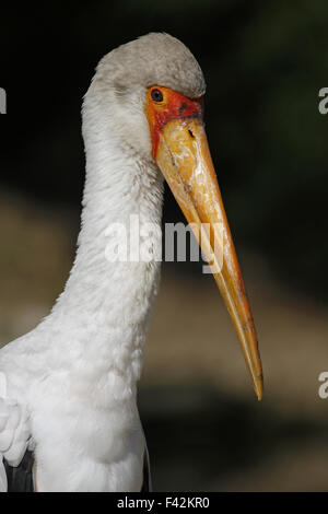 gelb-billed Storch Stockfoto