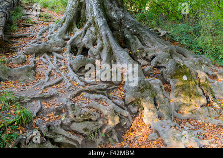 Baumwurzeln ausgesetzt und wächst über dem Boden in Großbritannien. Stockfoto