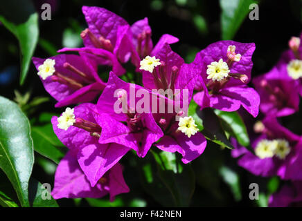 Geringerem Bougainvillea (Bougainvillea Glabra) Stockfoto