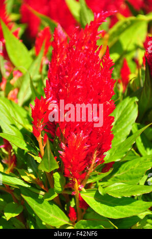 Gefiederte Hahnenkamm (Celosia Argentea) Stockfoto