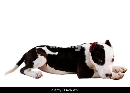 American Staffordshire Terrier Stockfoto