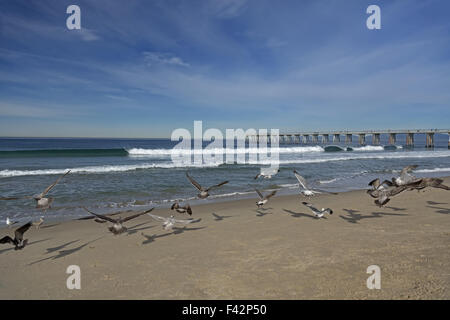 Möwen und Pier am Hermosa beach Stockfoto