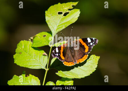 Monarch-Schmetterling Stockfoto