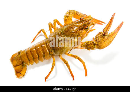 Krebse, isoliert Stockfoto