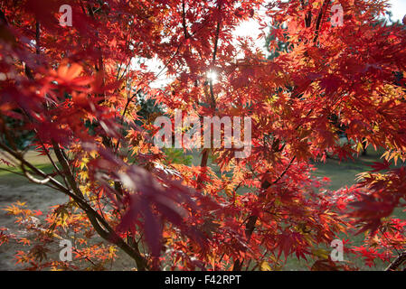Ahornbaum im Herbst Stockfoto