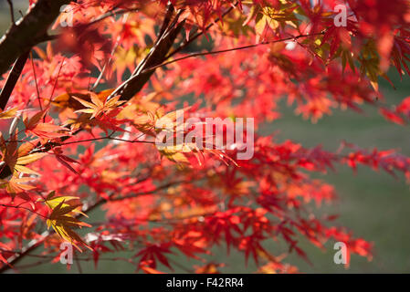 Ahornbaum im Herbst Stockfoto