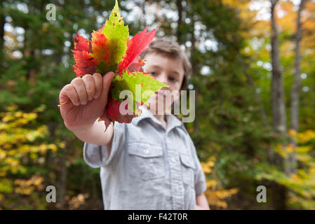 Verlässt der junge hält sich Handvoll bunter Herbst Stockfoto