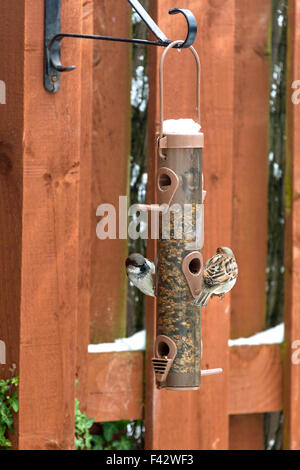 Spatz Essen Samen Muttern aus Garten Feeder Montrose Angus Scotland UK Stockfoto