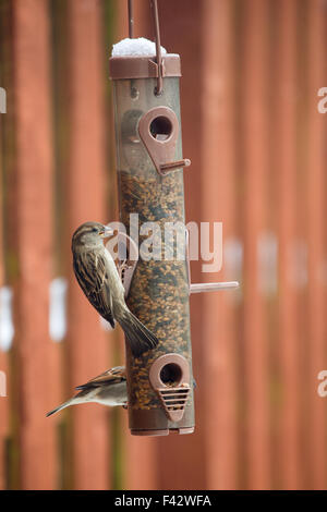 Spatz Essen Samen Muttern aus Garten Feeder Montrose Angus Scotland UK Stockfoto