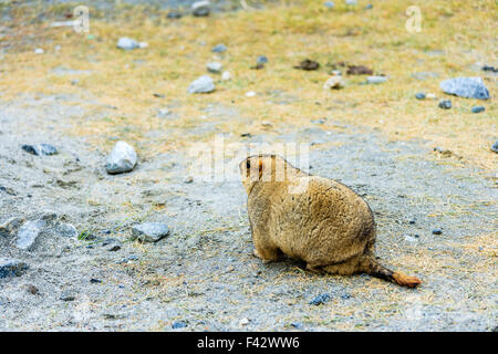 Murmeltier in Ladakh in Indien Stockfoto