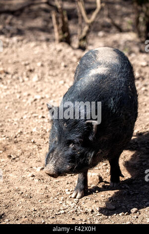 Englisch Schwein, Wildschwein Rassen. Berkshire weiß Sow ...