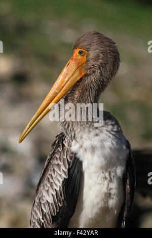 gelb-billed Jungstorch Stockfoto