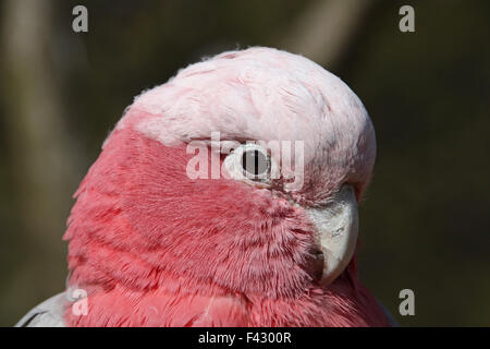 Rose-breasted Cockatoo Stockfoto