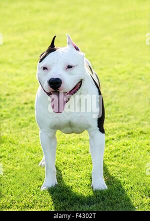 Eine kleine, junge, schöne, schwarze und weiße Bulldogge stehen auf dem Rasen während seine Zunge heraus und auf der Suche nach spielerischen und c Stockfoto