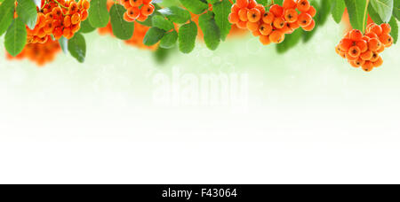 Reife Trauben von Rowan. Collage. Stockfoto