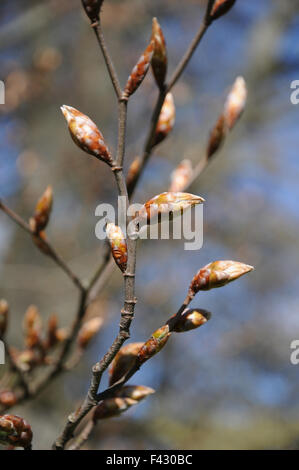 Lila-Blatt Buche Stockfoto