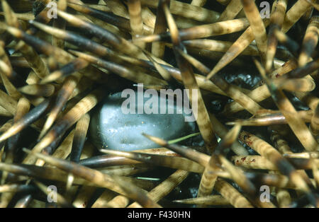 Tick, Igel; Milbe; Parasiten; Ixodida Stockfoto