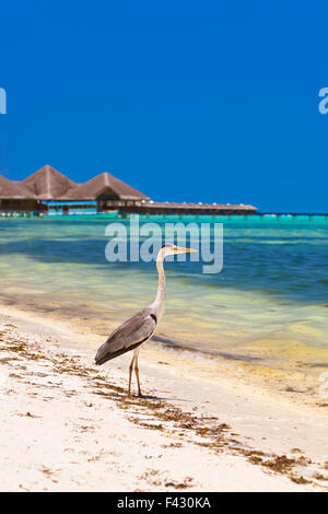 Reiher am Malediven Strand Stockfoto