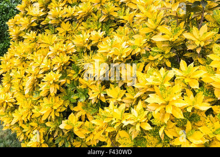 Codiaeum variegatum Stockfoto