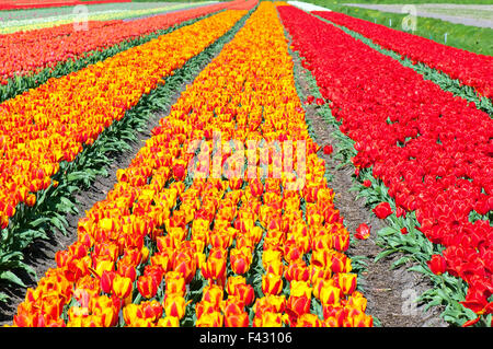 Bereich der rot-gestreiften Tulpen Stockfoto