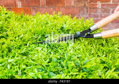 Trimmen Büsche mit Garten Schere Stockfoto