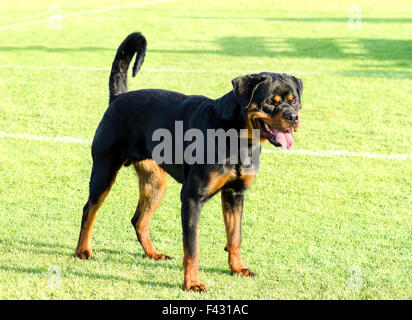 Eine gesunde, robuste und stolz auf der Suche Rottweiler stehend auf dem Rasen. Rotweillers sind bekannt als intelligente Hunde und Stockfoto