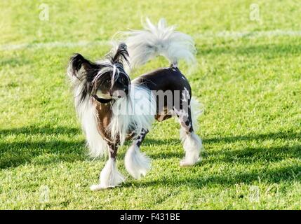 Ein kleinen schwarzen und weißen haarlose Chinese Crested Hund stehenden auf dem Rasen suchen sehr elegant. Die haarlose Rasse ist bekannt für Stockfoto