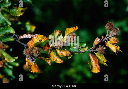 Bucheckern; Buche; Herbst; bunte Blätter Stockfoto