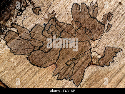 Buche; Holzmaserung; Stockfoto