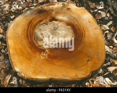 Baumstumpf; Buche; Stockfoto