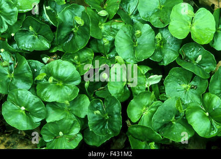 Keimen; sprießen; Buche; Baum; Stockfoto