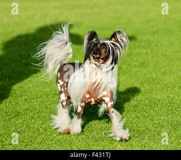 Ein kleinen schwarzen und weißen haarlose Chinese Crested Hund stehenden auf dem Rasen suchen sehr elegant. Die haarlose Rasse ist bekannt für Stockfoto