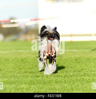 Ein kleinen schwarzen und weißen haarlose Chinese Crested Hund stehenden auf dem Rasen suchen sehr elegant. Die haarlose Rasse ist bekannt für Stockfoto