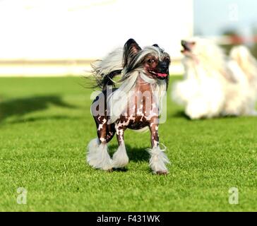 Ein kleinen schwarzen und weißen haarlose Chinese Crested Hund stehenden auf dem Rasen suchen sehr elegant. Die haarlose Rasse ist bekannt für Stockfoto