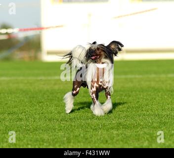 Ein kleinen schwarzen und weißen haarlose Chinese Crested Hund stehenden auf dem Rasen suchen sehr elegant. Die haarlose Rasse ist bekannt für Stockfoto