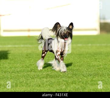 Ein kleinen schwarzen und weißen haarlose Chinese Crested Hund stehenden auf dem Rasen suchen sehr elegant. Die haarlose Rasse ist bekannt für Stockfoto