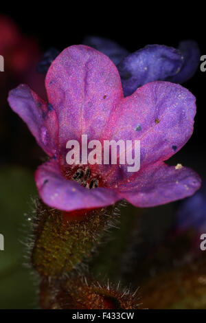 Gemeinsamen Lungenkraut, Pulmonaria officinalis Stockfoto