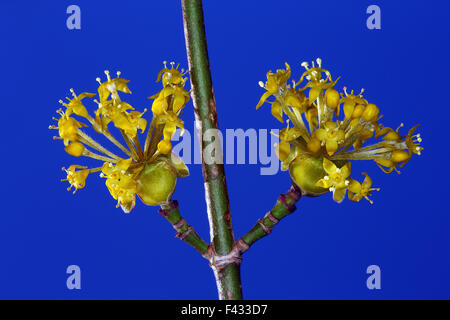 Cornel Kirsche, Cornus mas Stockfoto