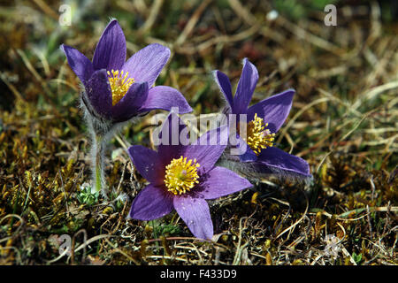 Pulsatilla Vulgaris, Gemeinsame Kuhschelle Stockfoto