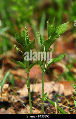 Hund es Quecksilber, Mercurialis perennis Stockfoto