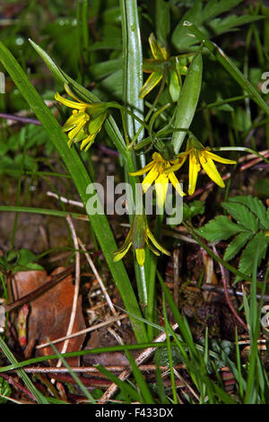 Gelbe Star-of-Bethlehem, Gagea lutea Stockfoto