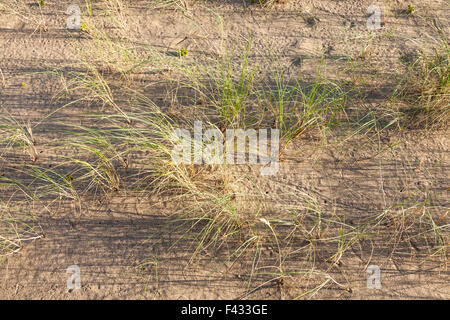 Auf geringe Sonnenlicht durch marram Gras leuchtenden, Ammophila arenaria, wachsen auf Sand bei Gibraltar Point, Lincolnshire, England, Großbritannien Stockfoto