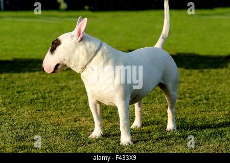 Eine kleine, junge, schöne, schwarze und weiße Bullterrier stehend auf dem Rasen suchen, verspielt und fröhlich. Stockfoto