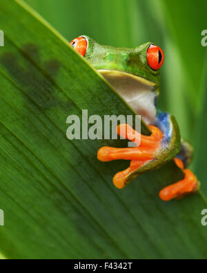 Red eyed Laubfrosch (Agalychnis Callidryas) Stockfoto