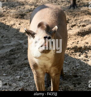 South American Flachland Tapir oder brasilianische Tapir (Tapirus Terrestris) mit Blick auf die Kamera & zeigt seinen Mund und großen Rüssel Stockfoto