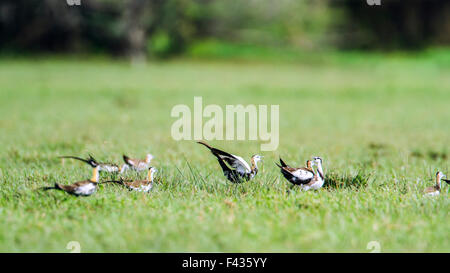 Fasan-tailed Jacana Specie Hydrophasianus chirurgus Stockfoto